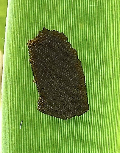 sawfly eggs